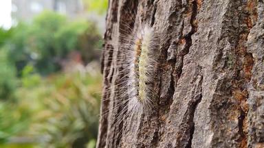 秋天网虫毛毛虫爬行树皮慢运动